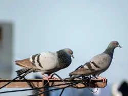 Pigeons & Oiseaux