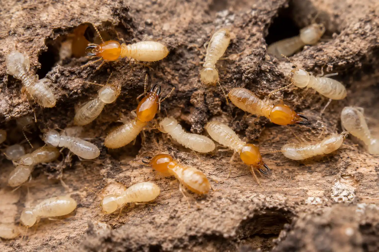 Termites